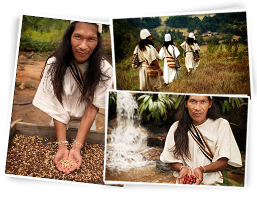 Harvesting our coffee in rainforest