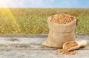 Bag of buckwheat in field